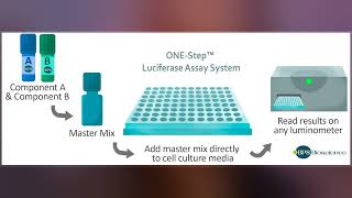 Luciferase