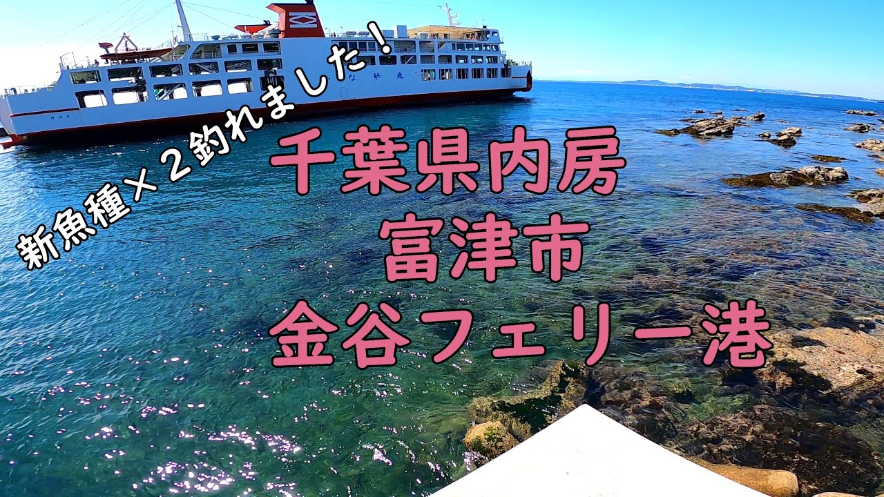 金谷フェリー港 久しぶりの釣り場で新魚種ゲット 海釣り Youtube