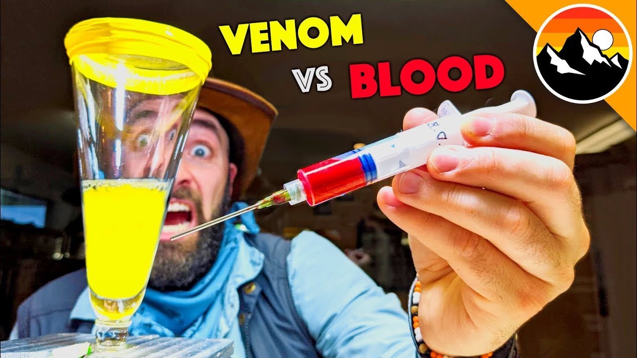 SANGUE HUMANO VS. VENENO DE COBRA ! | Brave Wilderness Português