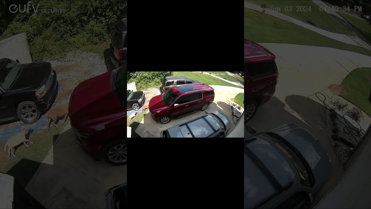 Whom Evers Missing A Goat🐐Or Llama🦙I found’em 