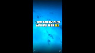 🐬 How Dolphins Sleep With Half Their Brain Awake 😱