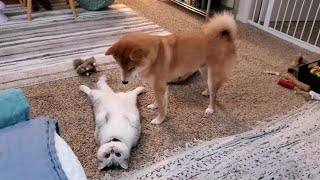 Issue 5: Shiba Inu dog makes fun of chubby cat ('Flat Back') by Sultan and Cairo 2,975 views 3 years ago 59 seconds