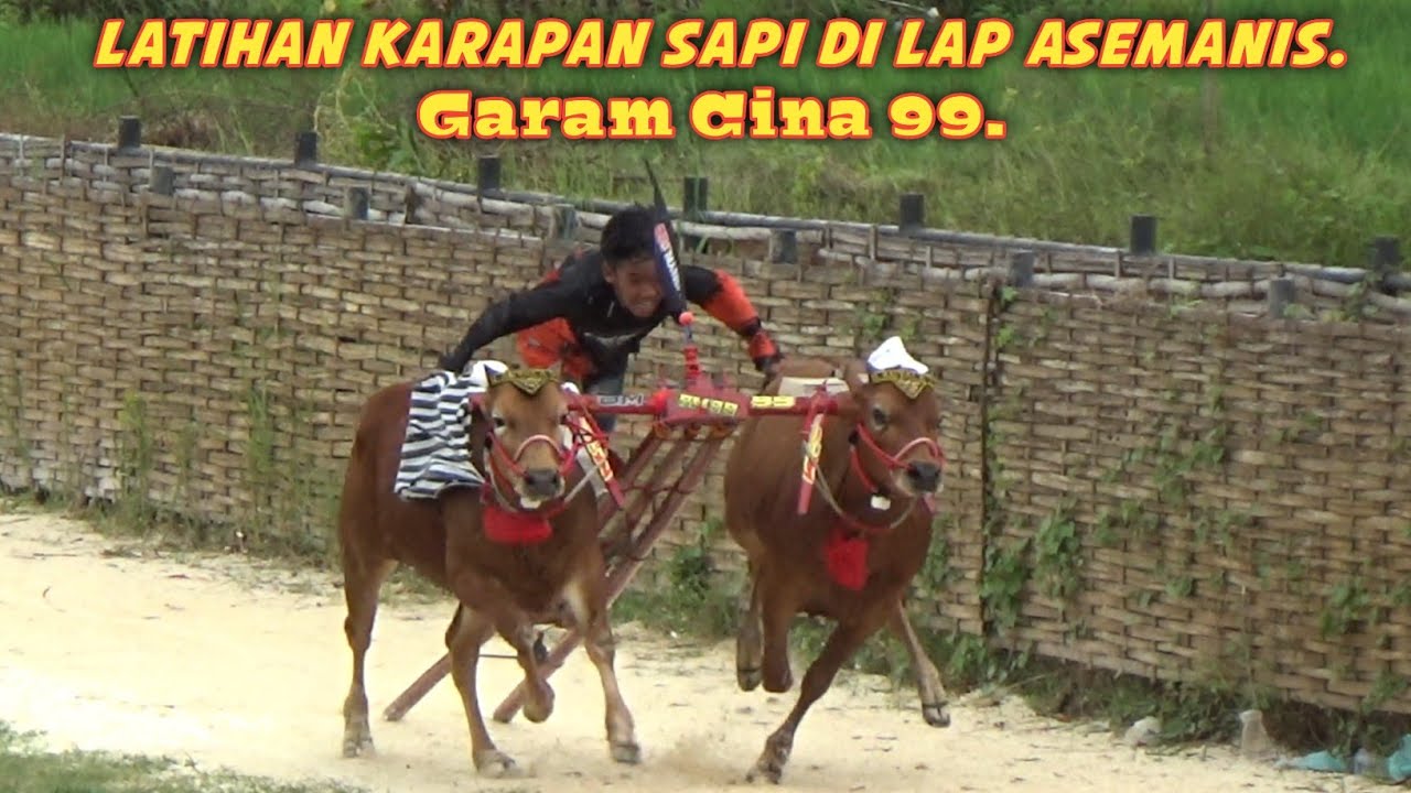 Latihan Karapan Sapi Di Lap Asemanis Pamekasan Ada Tim Garam Cina 99.
