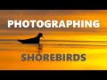 Did I Just Get The Shot Of The Year?!? II Photographing Shorebirds with canon eos R5