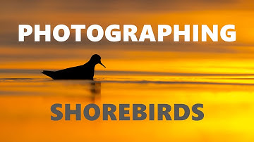 Did I Just Get The Shot Of The Year?!? II Photographing Shorebirds with canon eos R5