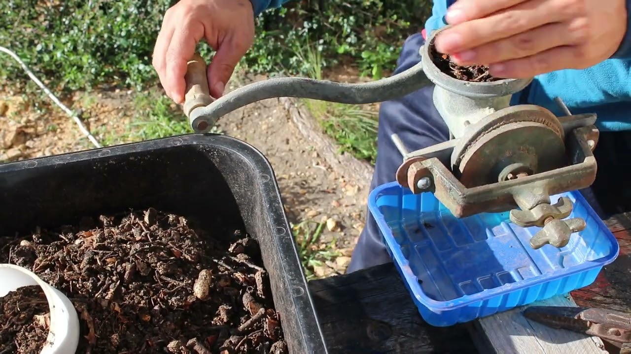 Primera cosecha de humus de lombriz