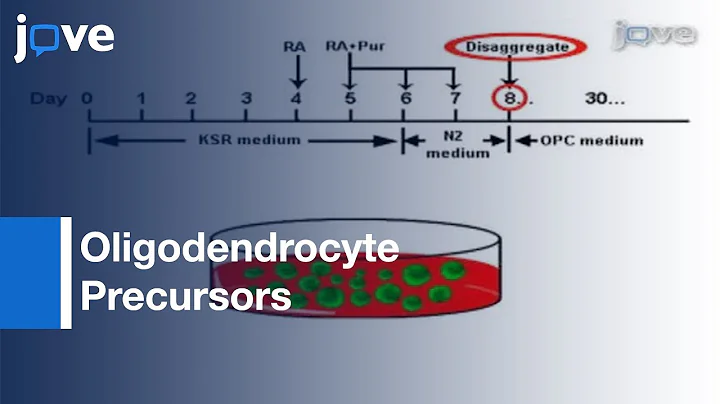 Differentiation: Embryonic Stem Cells Into Oligodendrocyte Precursors l Protocol Preview