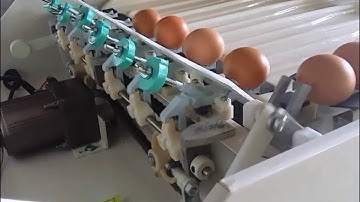 Machine Egg Size Grading