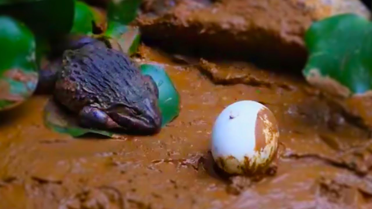 Catfish eat loach,bullfrog hatches eggs,crane cute eggs hatched loach