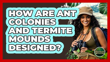 How Are Ant Colonies And Termite Mounds Designed? - Reptilian Wonders