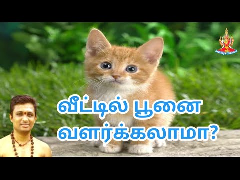 வீட்டில் பூனை வளர்க்கலாமா? cat in tamil