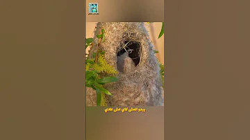 عش طائر البندولين الذكي كيف يخدع الثعابين ويحمي بيضه ببراعة 
