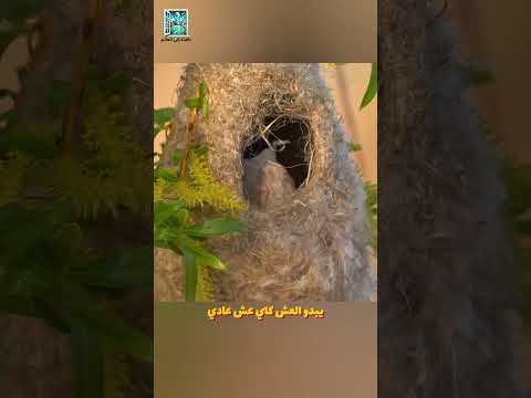 عش طائر البندولين الذكي كيف يخدع الثعابين ويحمي بيضه ببراعة
