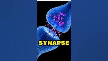 Synapse #shorts #ytshorts #synapses #neuron #biologyshorts