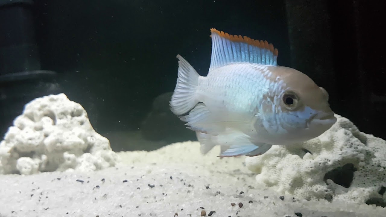 Acara Electric Blue YouTube