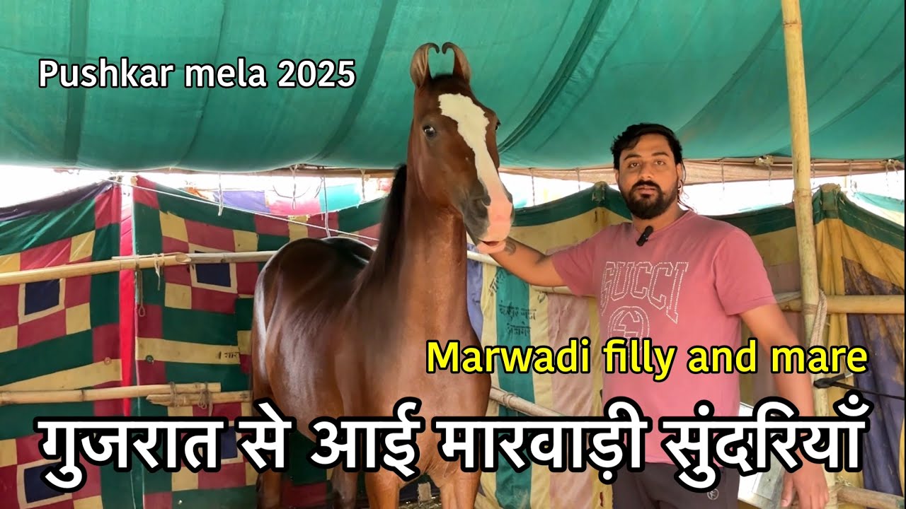 गुजरात से आई मारवाड़ी नामी घोड़िया सुन्दर बछेरियाँ | marwadi mare and filly | pushkar mela 2025