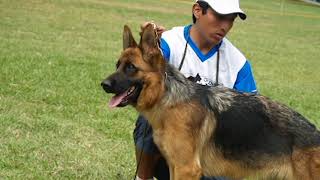 EDICION ESPECIAL APAN