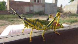 Slowly Moving Grasshopper | Insect walk Slowly Moving Grasshopper | Insect walk