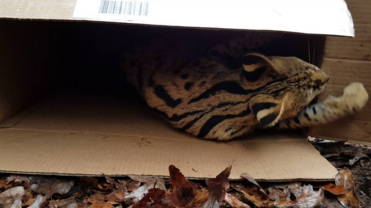 Serval Cat in Box North Zoo Enrichment YouTube