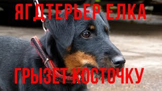 Ягдтерьер Елка грызет косточку Ягдтерьер Елка грызет косточку