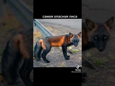 кто любить лису??