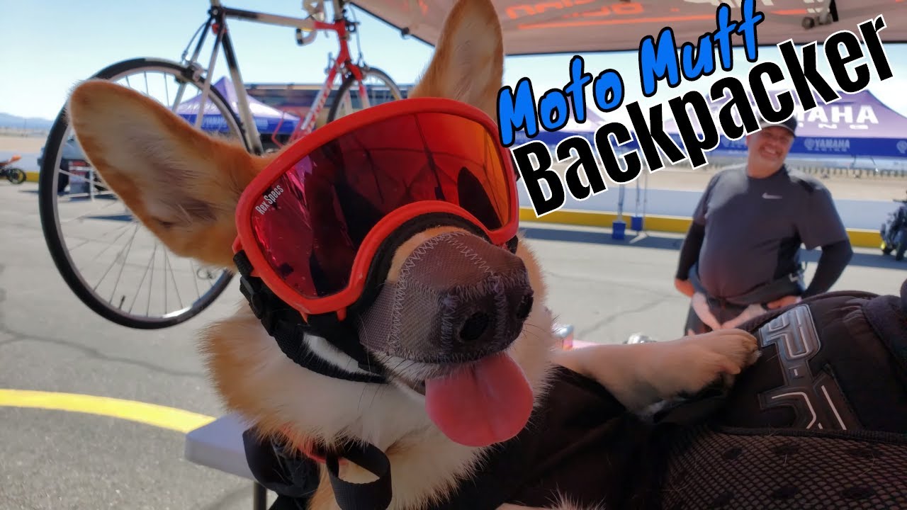 The Motorcycle Backpack Dog Atticus YouTube