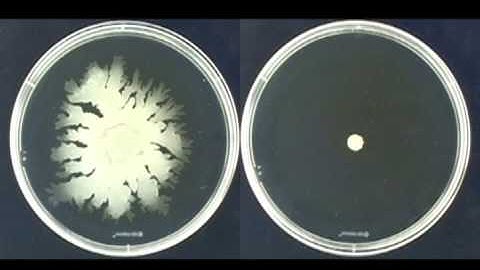 Colony spreading of Staphylococcus aureus