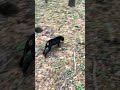 Поехали за грибами.Рой и Бара. #лесной #mushroom #животные #nature #грибочки #animals #new #newvideo
