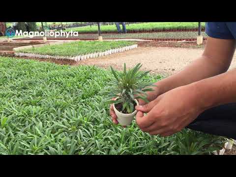 Proceso de crecimiento de Pachypodium Lamerei.