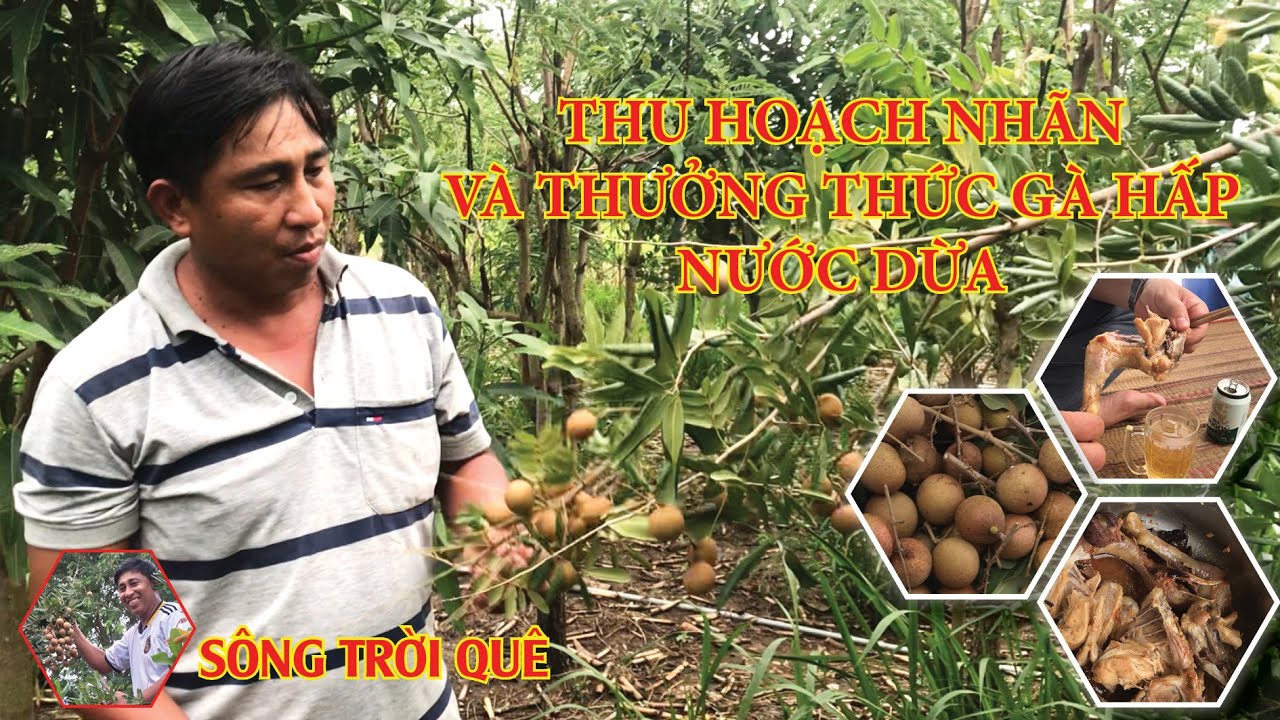 THU HOẠCH NHÃN XUỒNG - THƯỞNG THỨC GÀ TƠ HẤP NƯỚC DỪA - youtube