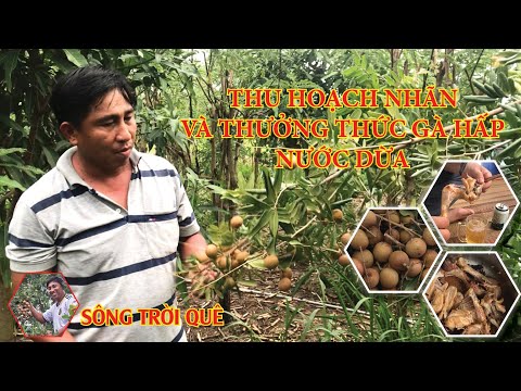 Video THU HOẠCH NHÃN XUỒNG - THƯỞNG THỨC GÀ TƠ HẤP NƯỚC DỪA - youtube