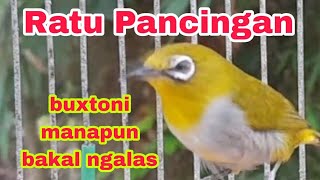 Ratu Pancingan‼️Pleci Betina Gacor Super Ampuh Bikn Gacor Pleci Jantan
