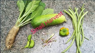 Small Harvest(English) #gardeningvlog #greenveggies #indiangardening #gardening #flowers #homegarden
