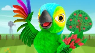 Il Pappagallo Peppe Il Regno Dei Bambini