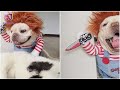 Dog ‘going for’ a scary look with Chucky costume | 3 Min News
