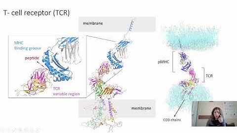 The full model of the pMHC-TCR-CD3 complex: an overview