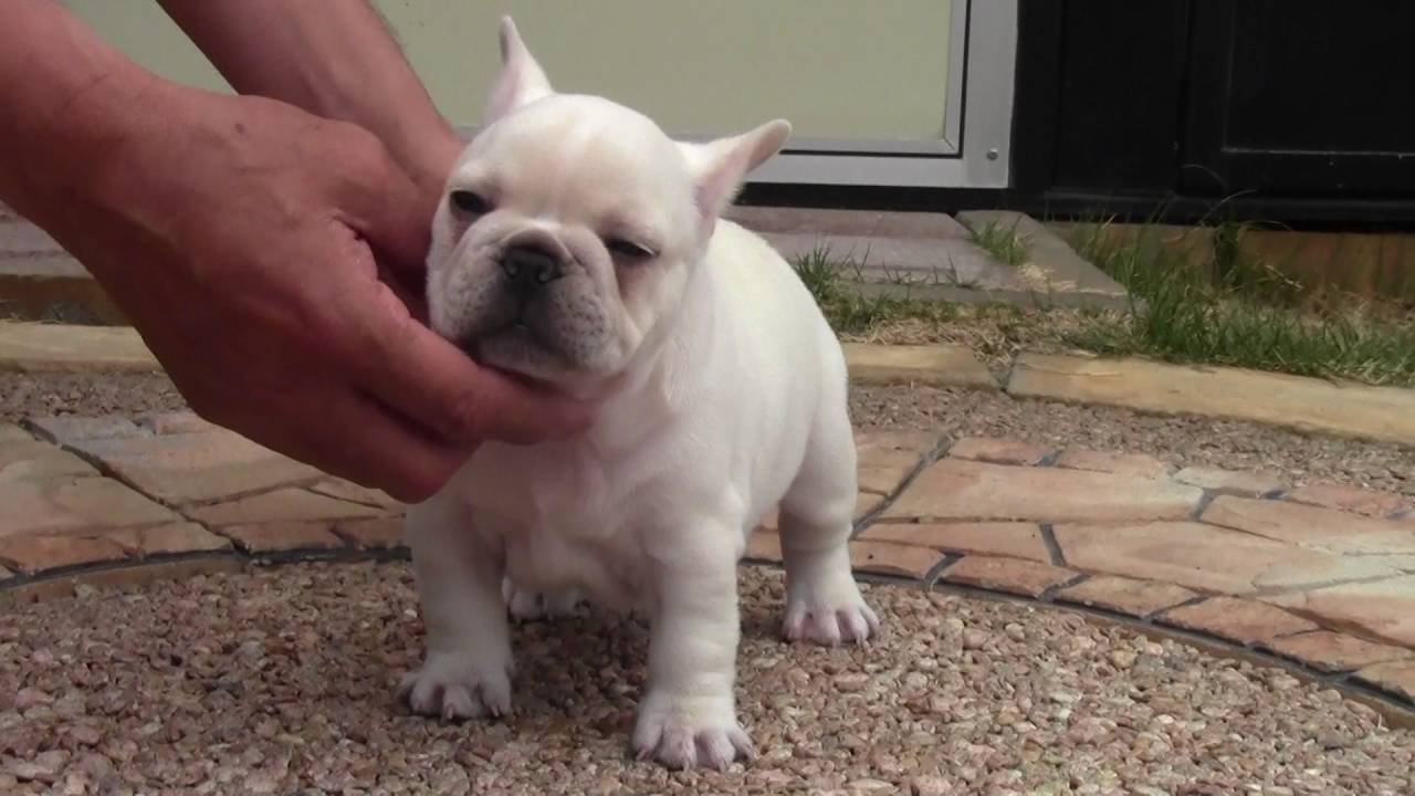 ID:FB586 French Bulldog | 【ブルドンズ公式サイト】フレンチ