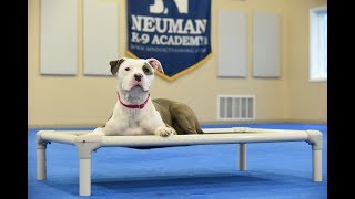 Wink Apbt Boot Camp Dog Training Video Demonstration