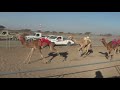 الغزال عبدالله علي الهديوي ميدان سيح الظباء الغزال عبدالله علي الهديوي ميدان سيح الظباء