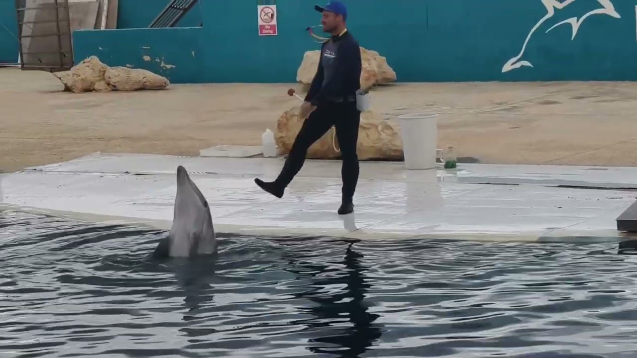 Dolphins 🐬🐬🐬