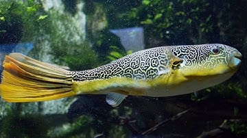 Cá Nóc Mbuna - vua của cá nóc nước ngọt