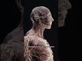 У человека есть •второй скелет•, о котором почти никто не знает. #shorts