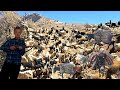 The Battle for Survival | The Hard Migration of Iranian Nomads from the Mountains to the Warm Plains