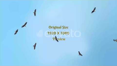 Single and Group Of Eagle Birds Flying Top View | Motion Graphics - Envato elements