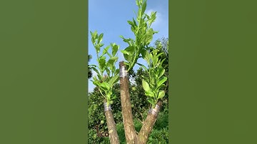 SAU 1 THÁNG GHÉP CHANH CHÙM TỨ QUÝ TRÊN BƯỞI DIỄN || TICOFARM216 #chanhchumtuquy