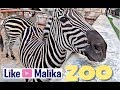 Лучший Зоопарк. Обезьяны, Зебры, Птицы, Жираф | Best Zoo. Monkeys, Zebra,s Birds, Giraffe