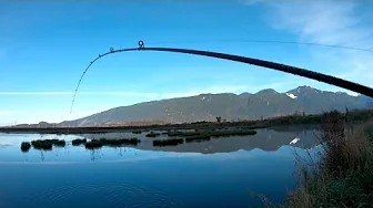 First fish of 2024! PB on BFS | Soloking Acura | Mavlos delicacy