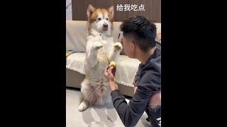 First time seeing such a polite little dog #When you have a greedy little dog #Dog
