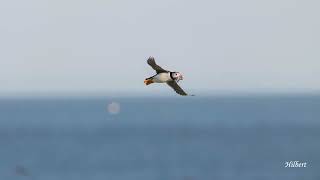 A94_260710_Puffin in Fly on Skokholm