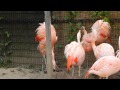 【長野市城山動物園】チリーフラミンゴ のガチ喧嘩・ケンカ